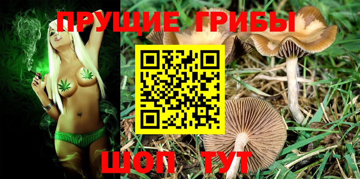 Псилоцибиновые грибы Cubensis Березники